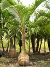 Rare bottle palm for sale  ELY