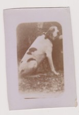 Photo ancienne chien d'occasion  Bar-sur-Seine