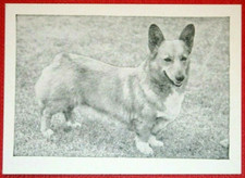 Cartão fotográfico de cachorro PEMBROKESHIRE WELSH CORGI vintage 1955 CE13M comprar usado  Enviando para Brazil