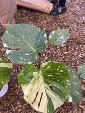 Monstera albo variegated. for sale  Oceanside