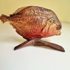 Vintage red bellied for sale  Huntington Station