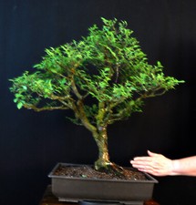 Bonsai japanische ulme gebraucht kaufen  Bielefeld