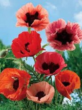 MISTURA ORIENTAL DE PAPOULA SEMENTES DE FLORES Poppy Flower Garden Poppy Mix Sementes de Flores comprar usado  Enviando para Brazil