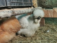 Uova feconde gallina usato  Favignana