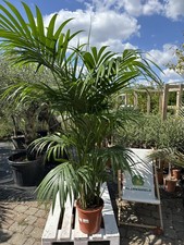 Xxl howea forsteriana gebraucht kaufen  Nordkirchen