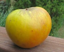 Tall antonovka apple for sale  Livingston