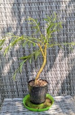 indoor bonsai for sale indoor bonsai for sale BRACKNELL