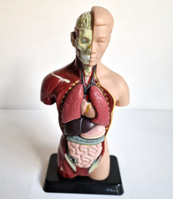 Edu toys anatomisches gebraucht kaufen  Gelsenkirchen