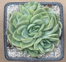 Echeveria elegans hardy for sale  WALTON ON THE NAZE