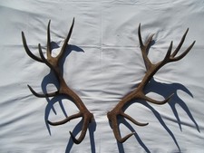 Kapitale abwurfstange paar gebraucht kaufen Kapitale abwurfstange paar gebraucht kaufen  Pfronten