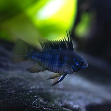 German black knight for sale  San Diego