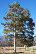Fir trees grow for sale  LLANELLI