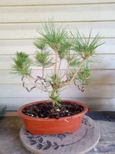 Japanese black pine for sale  Strasburg