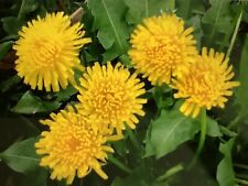 2000 dandelion seeds for sale  Springfield
