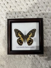 Lime taxidermy butterfly for sale  ST. ALBANS