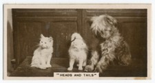 Tibetan terrier kittens for sale  COLEFORD