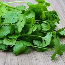 Organic cilantro seeds for sale  Shasta Lake