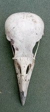 Crow bird skull for sale  CRAWLEY
