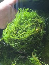 20x15cm aquarium moos gebraucht kaufen  Salzweg