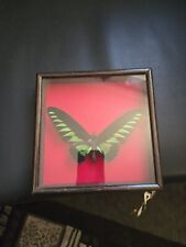 Taxidermy butterfly framed for sale  LEEDS