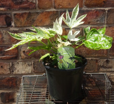 Fatsia japonica spider for sale  CREWE