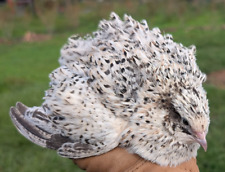 Rainbow coturnix quail for sale  Indiantown