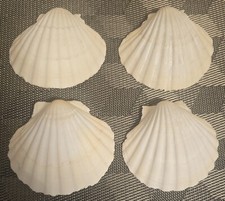 Set scallop seashells for sale  Mechanicsville