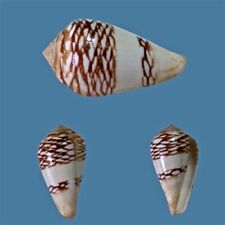 Conus mercator almadies usato  Roma