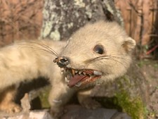 Iltis echtholz tierpräparat gebraucht kaufen  Bergisch Gladbach