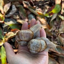 escargot snails for sale  Murrieta