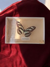 Taxidermie papillon naturalis� d'occasion  Meyrargues