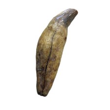 bear tooth for sale bear tooth for sale Lincoln City