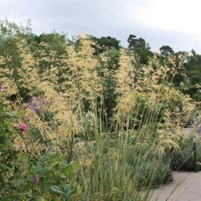 Stipa gigantea rhs for sale  MARCH