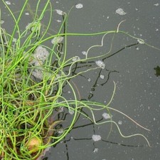 Juncus effusus var. for sale  LINCOLN