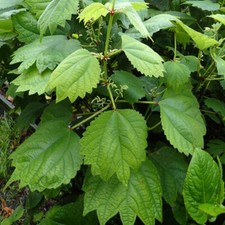 Boehmeria platanifolia seeds for sale  GODALMING