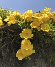 Esperanza yellow bell for sale  Rialto