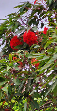 Eucalipto rojo - corymbia ficofolia - Eucalyptus - 25 semillas - seeds comprar usado  Enviando para Brazil