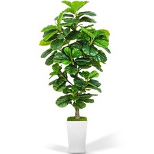 silk leaf ficus tree for sale silk leaf ficus tree for sale Ashford