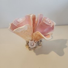 seashells decoration for sale seashells decoration for sale Omaha