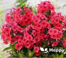 Drummond phlox coccinea for sale  DONCASTER