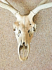 Reindeer skull antlers...tatto for sale  WARRINGTON