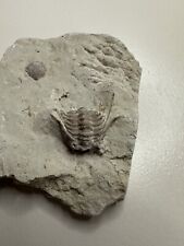 Oklahoma trilobite kettneraspi for sale  Seminole