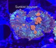 Sunkist bounce mushroom for sale  DERBY