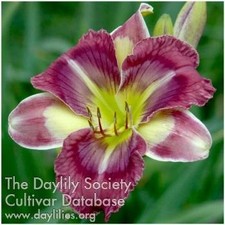 Daylily chinese water for sale  Mount Pleasant
