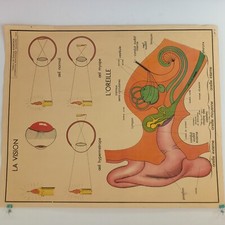 Affiche pédagogique scolaire d'occasion  Canohès