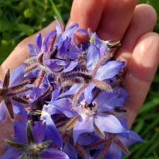 200 semi borragine usato  Sanluri