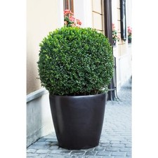 Gal. american boxwood for sale  Miami