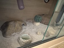 Small used vivarium for sale  HENLEY-ON-THAMES
