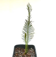 Encephalartos ghellinckii k3r usato  Napoli
