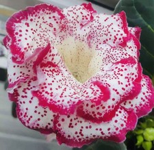 Gloxinia anfisa. large for sale  Summerville